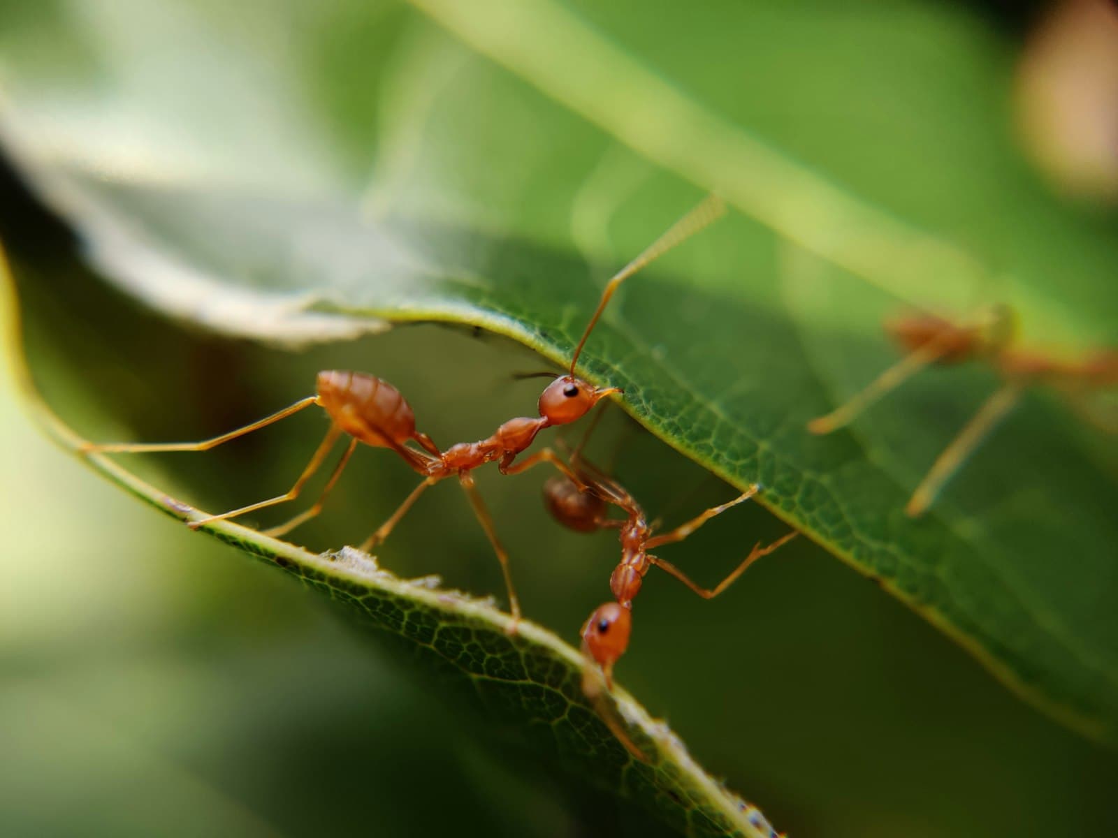 Rote Ameisen auf einem grünen Blatt