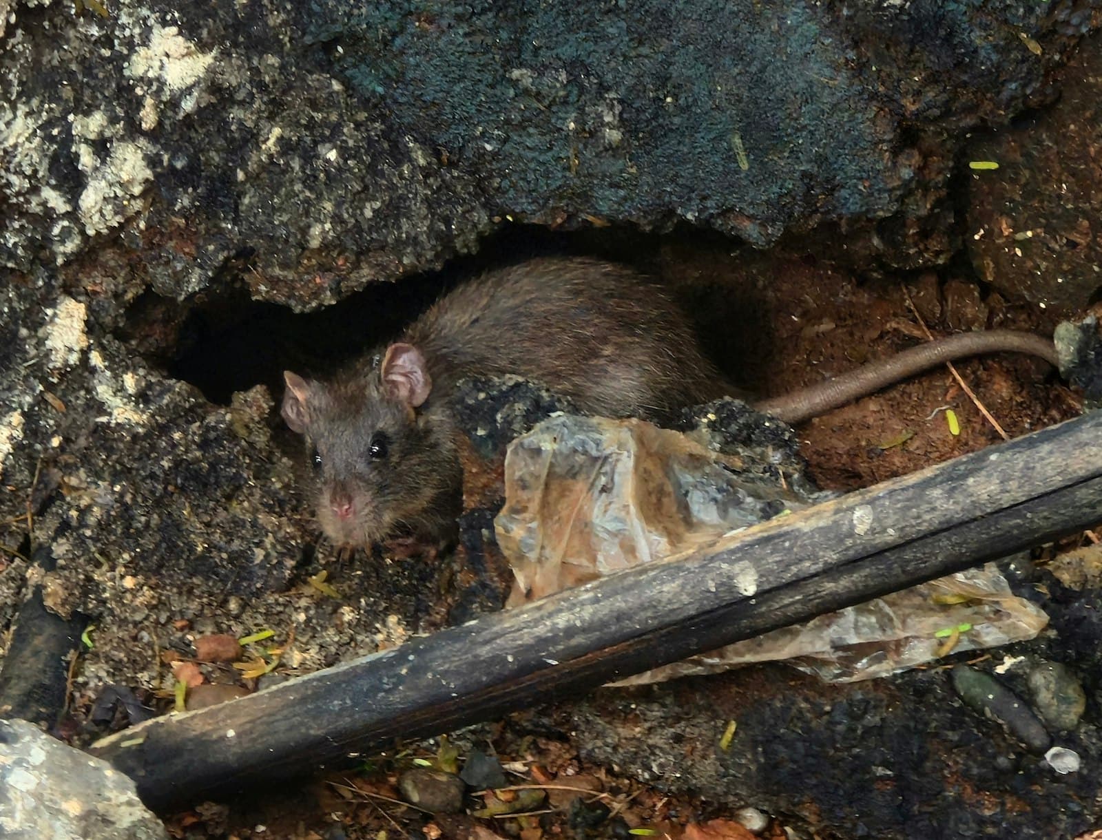 Ratte in einem Erdloch zwischen Steinen